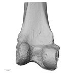 DV16-114 Homo sapiens femur left distal posterior