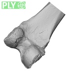 DV16-114 Homo sapiens femur left distal ply
