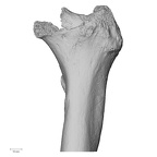 DV16-114 Homo sapiens femur left proximal anterior