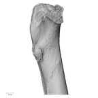 DV16-114 Homo sapiens femur left proximal medial