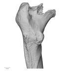 DV16-114 H. sapiens femur left proximal
