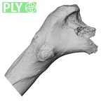DV16-114 Homo sapiens femur left proximal ply