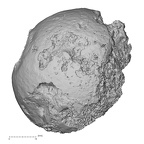 DV16-115 Homo sapiens femur proximal anterior