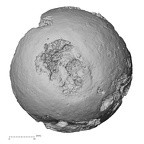 DV16-115 H. sapiens femur proximal