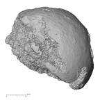 DV16-115 Homo sapiens femur proximal posterior