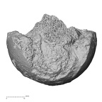 DV16-116 Homo sapiens femur proximal view 2