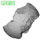 DV16-116 Homo sapiens femur proximal ply