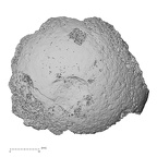 DV16-117 H. sapiens femur proximal