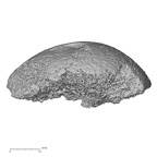 DV16-117 Homo sapiens femur proximal view 2