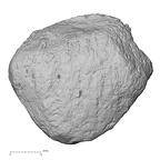 DV16-118 Homo sapiens patella left anterior