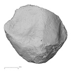 DV16-118 Homo sapiens patella left posterior