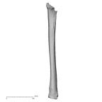 DV16-119 H. sapiens tibia right
