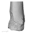 DV16-119 Homo sapiens tibia right distal anterior