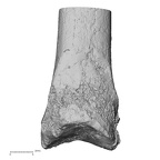 DV16-119 Homo sapiens tibia right distal lateral