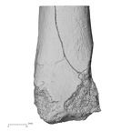 DV16-119 H. sapiens tibia right distal