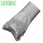 DV16-119 Homo sapiens tibia right distal ply