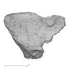 DV16-119 Homo sapiens tibia right distal epiphysis distal