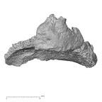 DV16-119 H. sapiens tibia right distal epiphysis