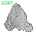 DV16-119 Homo sapiens tibia right distal epiphysis ply