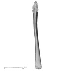 DV16-120 Homo sapiens tibia left anterior