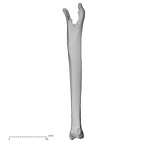 DV16-120 Homo sapiens tibia left lateral