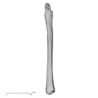 DV16-120 H. sapiens tibia left