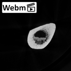 DV16-120 Homo sapiens tibia left ct stack movie