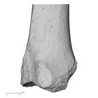 DV16-120 Homo sapiens tibia left distal anterior