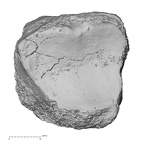 DV16-120 Homo sapiens tibia left distal distal