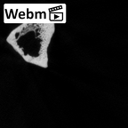 DV16-122 Homo sapiens fibula left ct stack movie