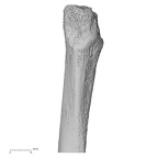 DV16-122 Homo sapiens fibula left proximal anterior