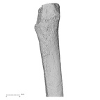 DV16-122 H. sapiens fibula left proximal