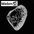 DV16-122 Homo sapiens fibula left proximal ct stack movie