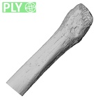 DV16-122 Homo sapiens fibula left proximal ply