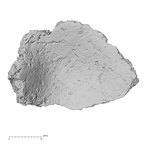 DV16-156 Homo sapiens tibia left proximal proximal