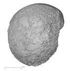 DV20 Homo sapiens femur proximal medial