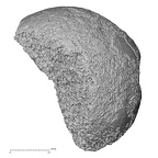 DV20 Homo sapiens femur proximal posterior