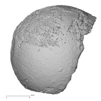 DV21 Homo sapiens femur proximal posterior