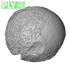 DV21 Homo sapiens femur proximal ply