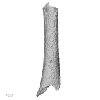 DV22 Homo sapiens femur right anterior