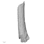 DV22 Homo sapiens femur right medial
