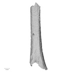 DV22 H. sapiens femur right