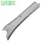 DV22 Homo sapiens femur right ply