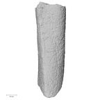 DV40 Homo sapiens femur right lateral