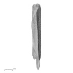 DV42 Homo sapiens fibula right anterior