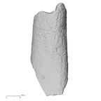 DV43 Homo sapiens femur right view 1