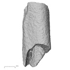 DV43 Homo sapiens femur right view 2