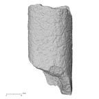 DV43 H. sapiens femur right