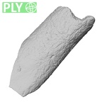 DV43 Homo sapiens femur right ply