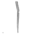 DV48 Homo sapiens fibula right lateral